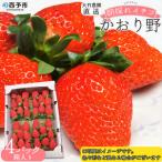 ふるさと納税 大竹農園直送 朝採れイチゴ「かおり野」 4パック(箱入り) UON0001 愛媛県西予市