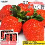 いちご 苺 果物 フルーツ 朝摘み 朝採れ 贈り..
