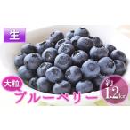 ふるさと納税 先行予約 2026年発送 信州小諸産 大粒生ブルーベリー 約1.2kg 12パック入 長野県産 果物 フルーツ 風味豊か 小諸市 長野県小諸市