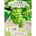 ショッピングふるさと納税 シャインマスカット ふるさと納税 ぶどう（シャインマスカット）２〜３房　合計１.２ｋｇ　0120-2402 山形県上山市