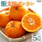 日越農園 明浜産 太田ポンカン 5kg