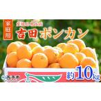 果物 くだものフルーツ みかん ミカン 柑橘