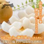ふるさと納税 【先行予約】DS-15　新甘泉梨（しんかんせんなし）（３ｋｇ） 鳥取県大山町