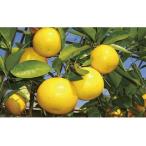 ふるさと納税 幻の香酸かんきつ味美(新種和レモン)生果実 長崎県佐世保市