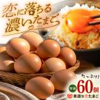 特選 素直な恋たまご 60個