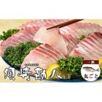 カンパチ須崎勘八 1尾
