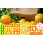 八朔 約10kg