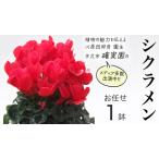 fu.... налог цикламен персидский [ случайный 1 пункт ] Ibaraki префектура корова . город 