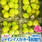 シャインマスカット 4房相当 約1.6kg