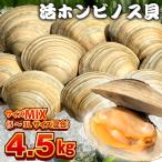 漁師直送 活ホンビノス貝4.5kg サイズミックス