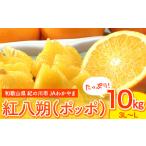 紅八朔 ポッポ 約10kg