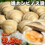 漁師直送 活ホンビノス貝3.5kg Sサイズ