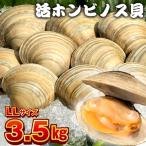 漁師直送 活ホンビノス貝3.5kg Mサイズ