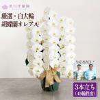 白大輪胡蝶蘭オレアル 3本立ち45輪程度