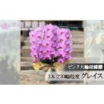 ピンク大輪胡蝶蘭 グレイス3本立ち30輪程度