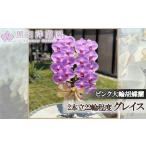 ピンク大輪胡蝶蘭 グレイス2本立ち22輪程度