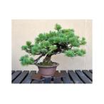 fu.... налог . лист сосна бонсай ( средний размер )..10~15 год степень [11100-0067] Saitama префектура Saitama город 