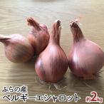 エシャロット 香味野菜 ベルギーエシャロット