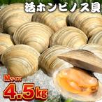 漁師直送 活ホンビノス貝4.5kg Lサイズ