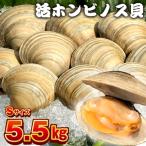 漁師直送 活ホンビノス貝5.5kg Sサイズ