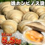 漁師直送 活ホンビノス貝5.5kg サイズミックス