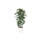 光の楽園 フィカスベンジャミン 1.2 インテリア