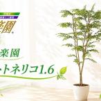 光の楽園 ゴムの木1.6 インテリア 光触媒