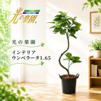 光の楽園 インテリアウンベラータ1.65
