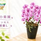 光の楽園 プリンセス胡蝶蘭L インテリア