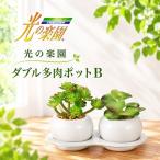 光の楽園 ダブル多肉ポットB 光触媒 フェイクグリーン