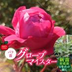 fu.... налог [Apple Roses] роза рассада [ перчатка Meister ] новый рассада выращивание рассада 6 номер pot ..HNNH015 Saitama префектура . талант город 