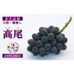 ふるさと納税 【令和7年産先行予約】 希少品種の黒系ぶどう 「高尾」 約2kg (3〜5房) 《令和7年9月頃〜発送》 『南陽中央青果市場』 種なし 果物.. 山形県南陽市