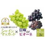 ふるさと納税 ＜2024年先行予約＞厳選!! 池田青果の【大人気ぶどう2種盛り合わせ】シャインマスカット・巨峰 or ピオーネ（1.0kg） 173-002　| .. 山梨県笛吹市