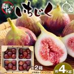 堀野農園のいちじく 約4kg