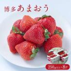 いちご フルーツソムリエが選んだ 産春あまおう8パック