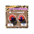 アクセサリー 埴輪と勾玉のイヤリング ピアス
