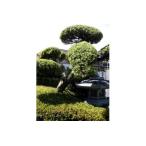 住宅の植木の剪定作業 作業期間:1月~7月