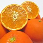 有田育ちの爽快セミノールオレンジ ご 約3kg+200g