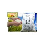 コシヒカリ 玄米 5kg