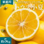 訳あり 小夏 日向夏 5kg