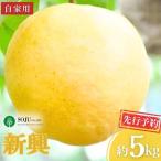 和梨 新興 自家用 約5kg
