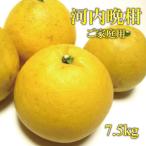 有田育ちの河内晩柑 ご 7.5kg+200g