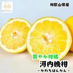 有田育ちの河内晩柑 ご 約7.5kg+200g