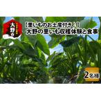 大野の里いも収穫体験と食事 2名様分