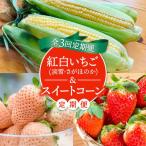いちごとスイートコーンの定期便 いちご