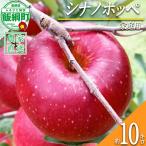 りんご シナノホッペ 10kg