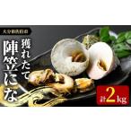 ふるさと納税 陣笠にな(約2kg) 魚介 貝 にな ニナ 酒蒸し 網焼き バター焼き バーベキュー 獲れたて 冷蔵 海の直売所 大分県 佐伯市【AS84】【海.. 大分県佐伯市