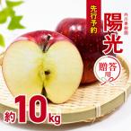 陽光 約10kg