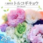 生花 八重咲きトルコギキョウ 30cm規格