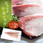 壱岐産 ヒラマサフィレ 約1から1.5kg